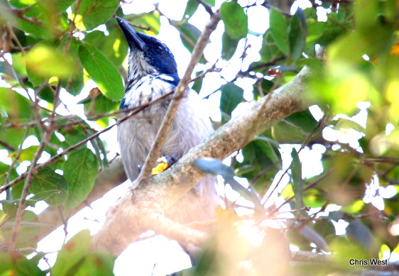 Island Scrub Jay - Chris West